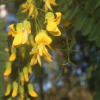 Calpurnia aurea (Aiton) Benth.